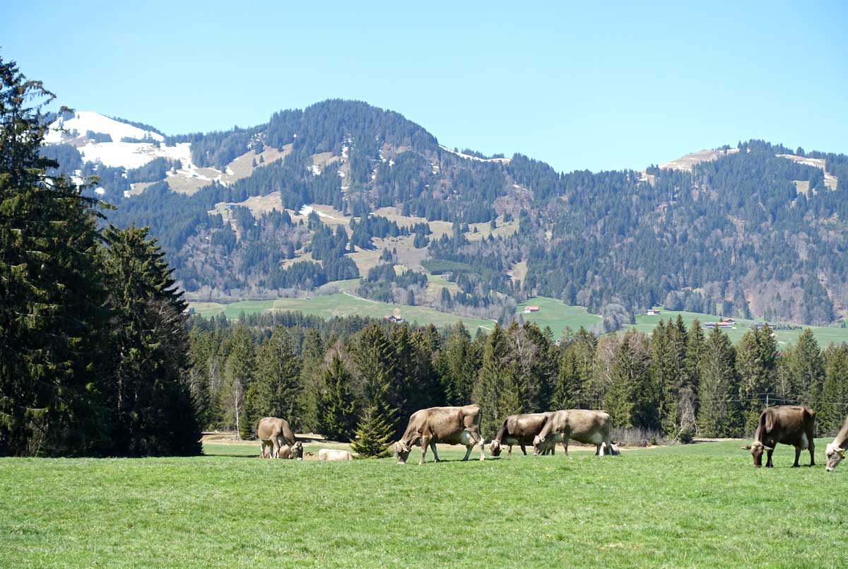 Tiefenberger Moos in Ofterschwang