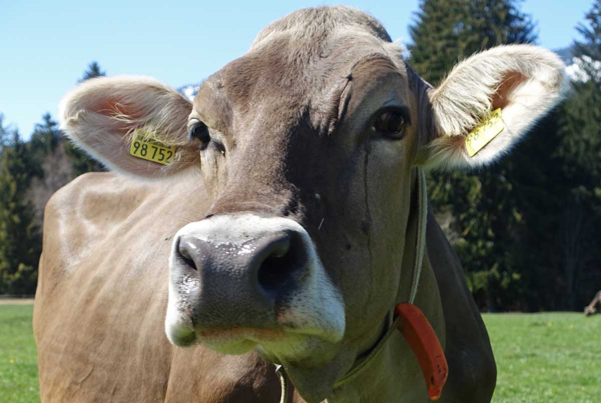 Hofeigene Kühe - Bioheumilch