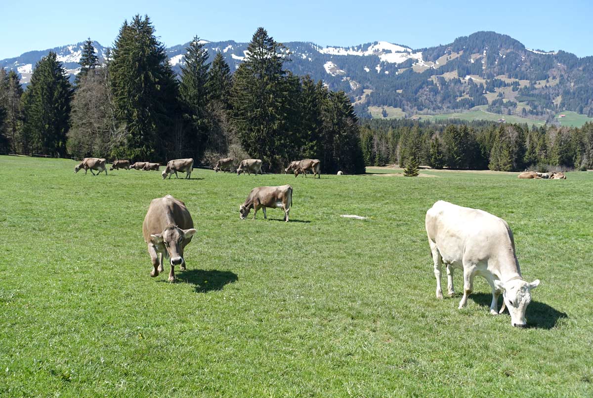 Kühe auf der Weide im Allgäu