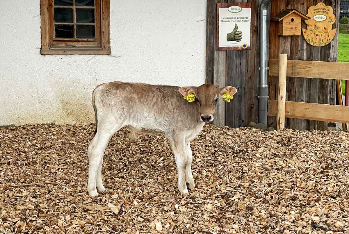 Unser süßes Kalb - Allgäuer Kühe und Milch