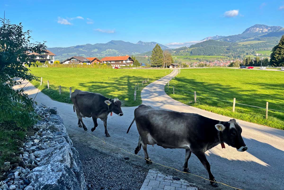 Beim Thanner - Kühe auf dem Heimweg