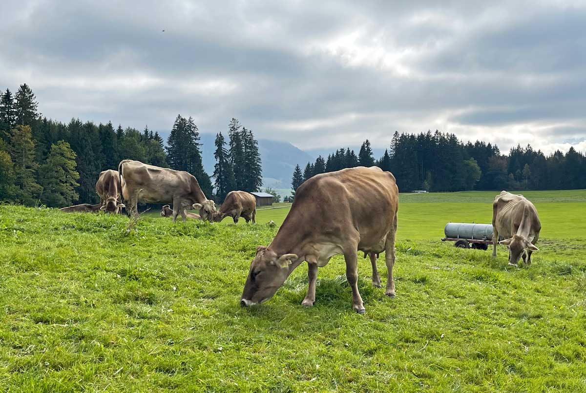 Unsere Kühe auf der Weide
