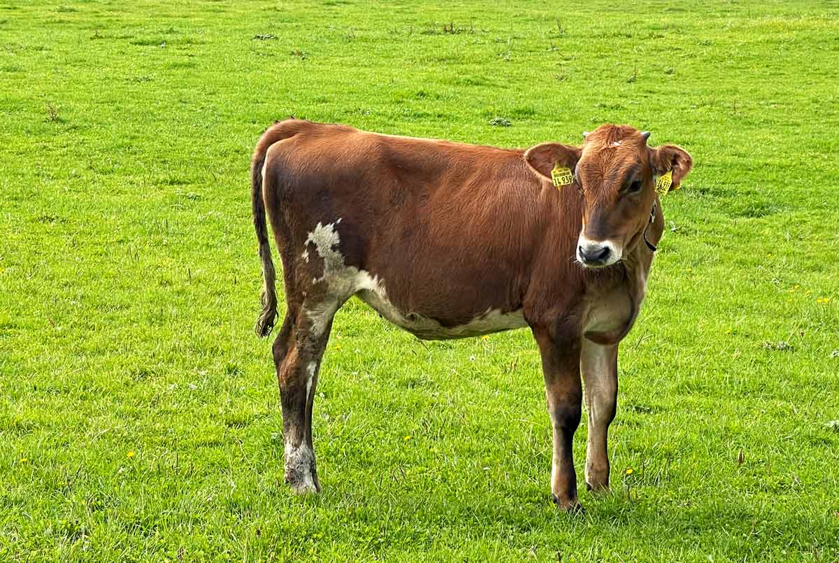 Kälbchen - Biohofmilch Allgäu