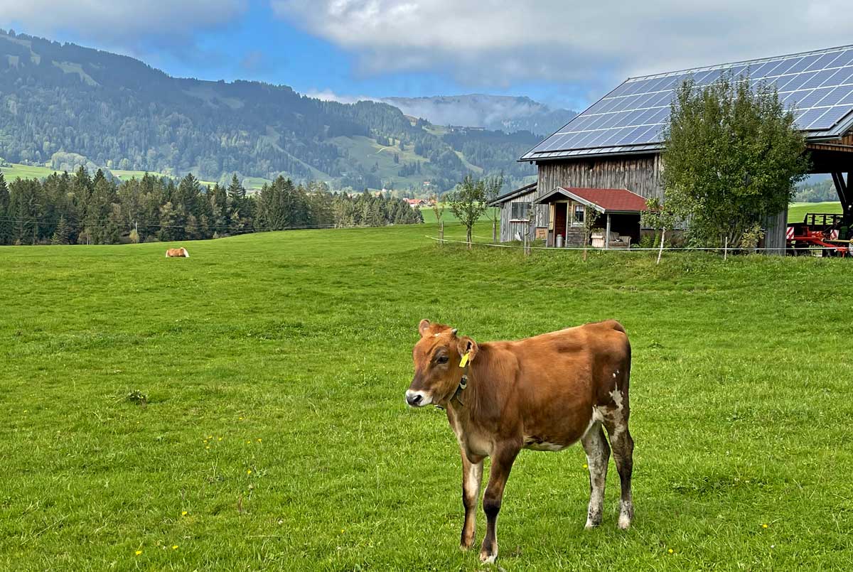 Kälbchen - Biohofmilch Thanner