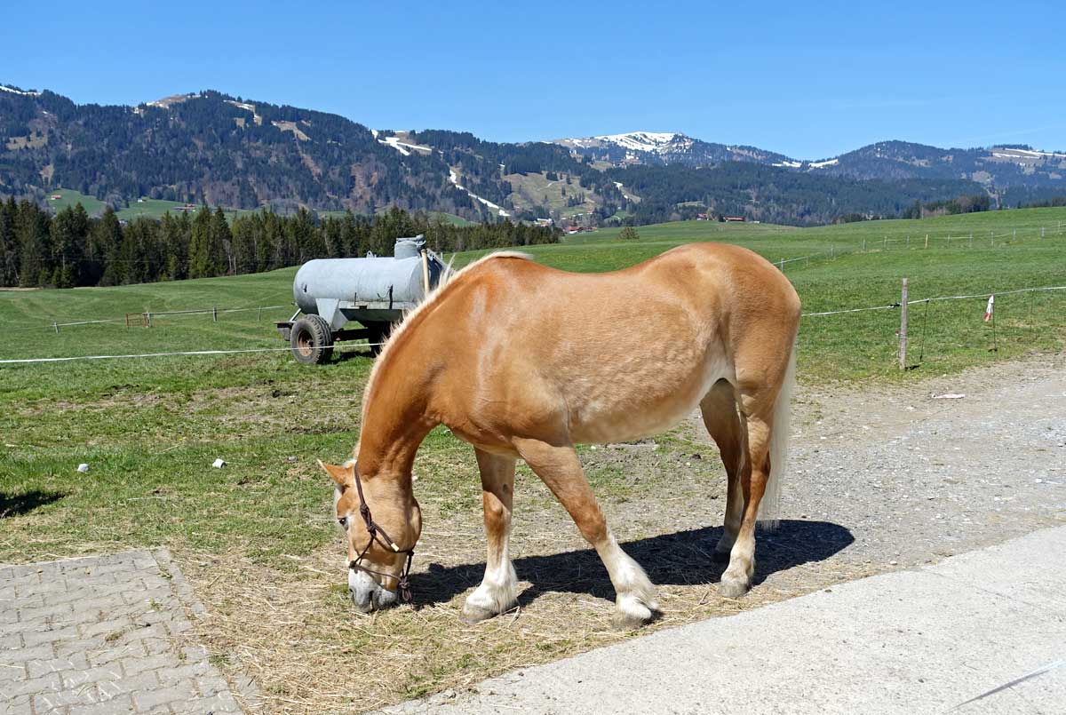 Hofpferd - Beim Thanner im Allgäu